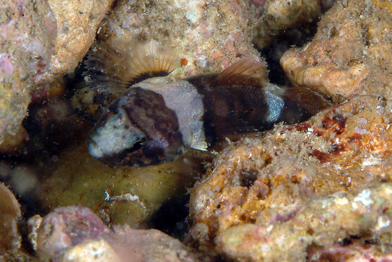 Chromogobius quadrivittatus